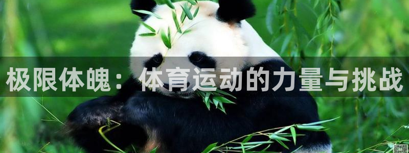 极限体魄：体育运动的力量与挑战